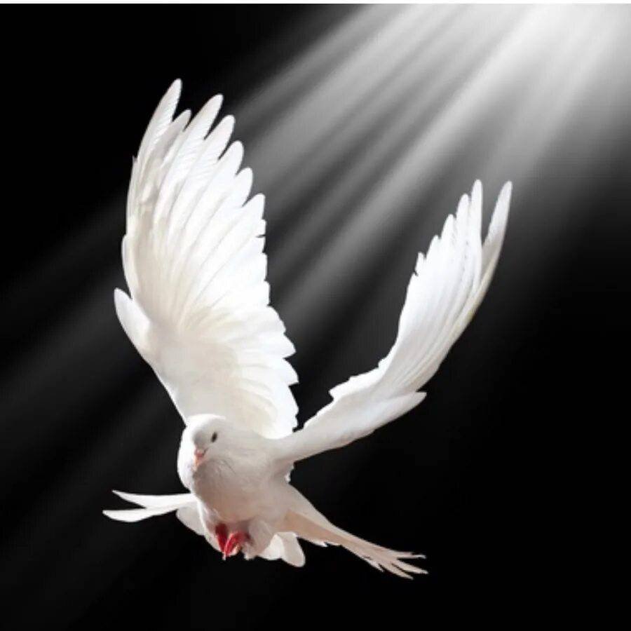Голубь летит