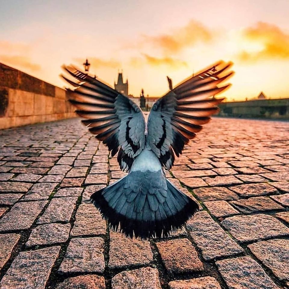 Голубь с расправленными крыльями