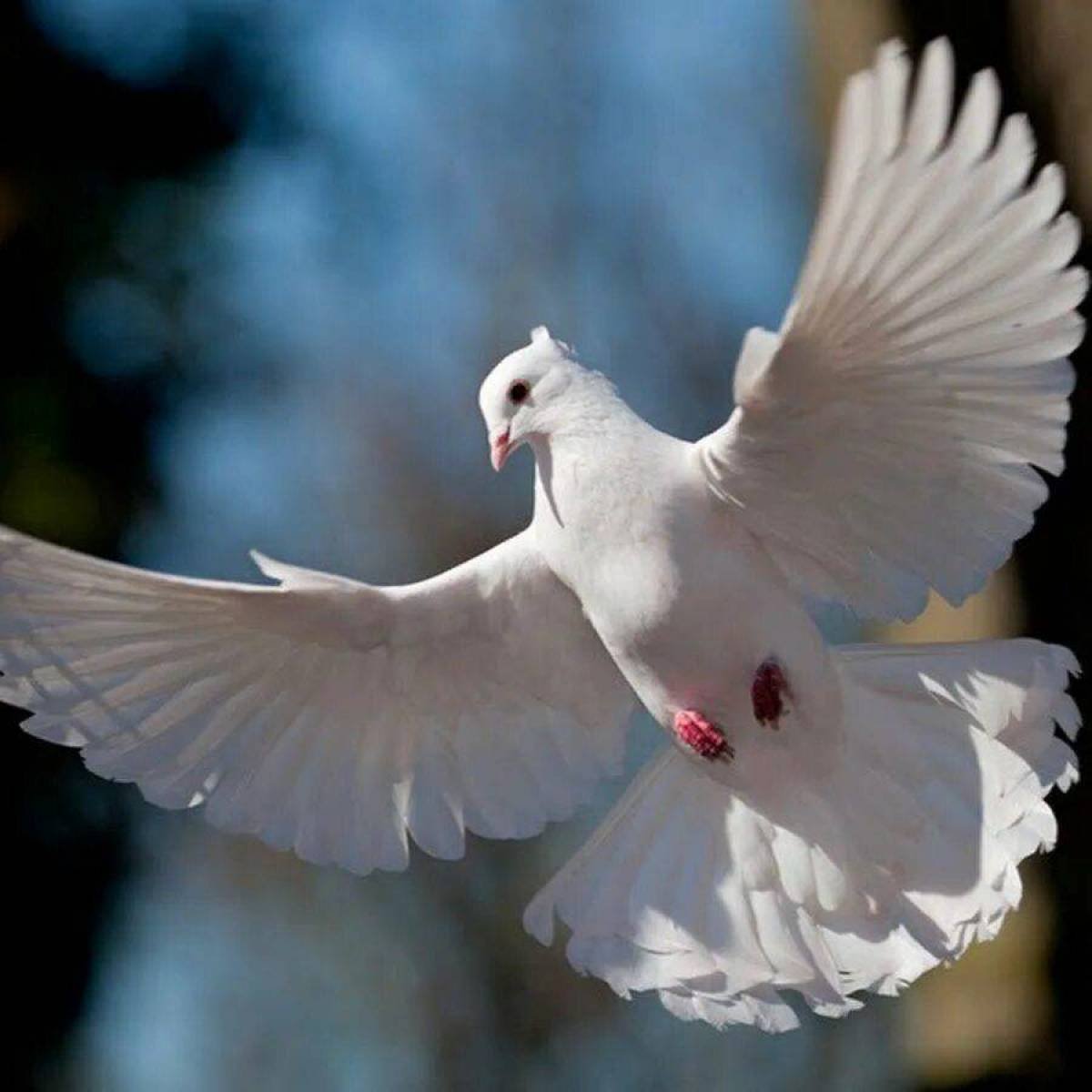 Красивые голуби