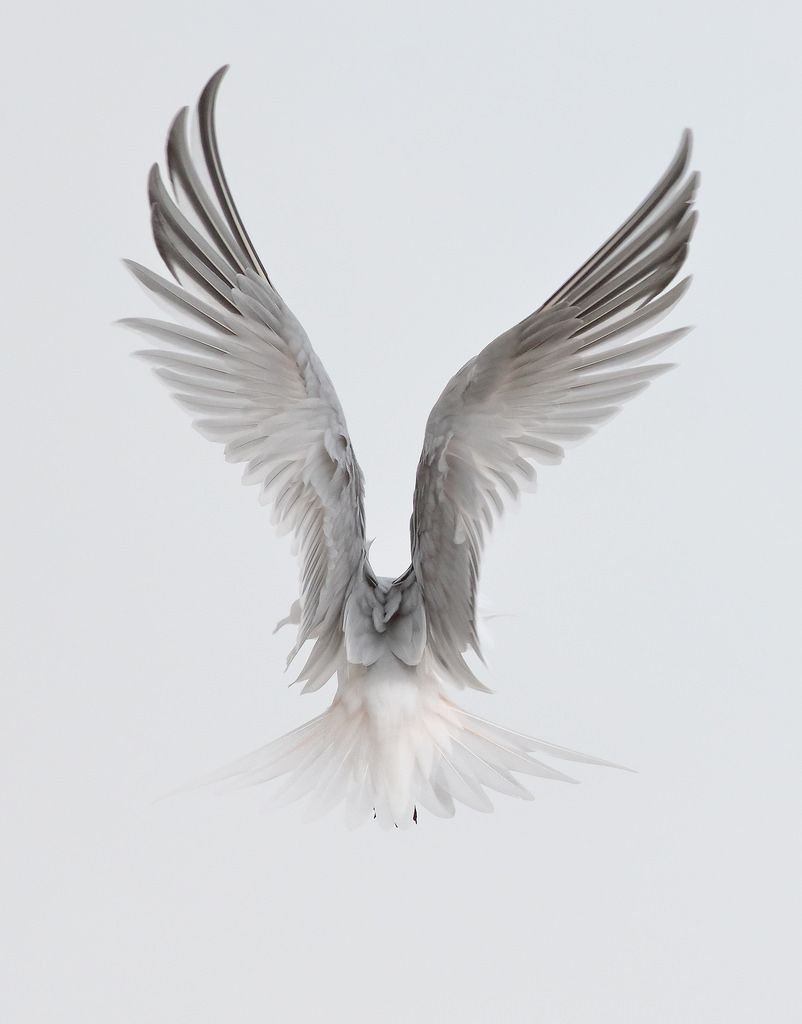 Птичье крыло