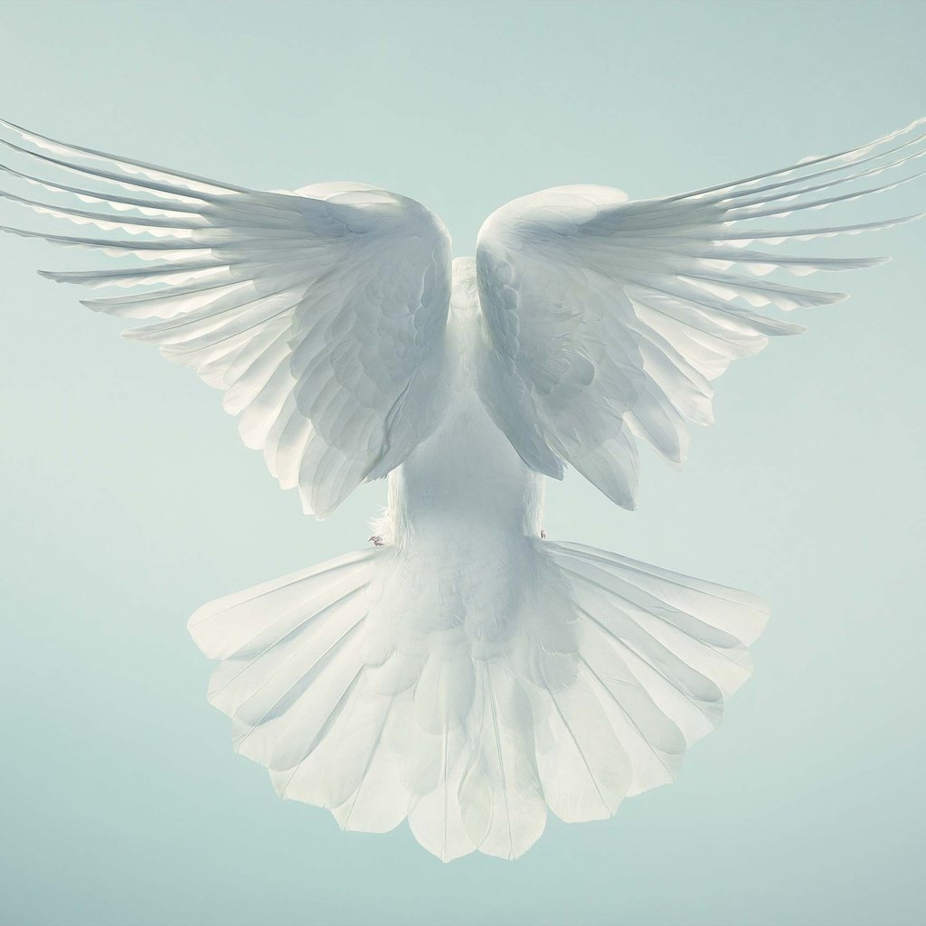 Крыло голубя