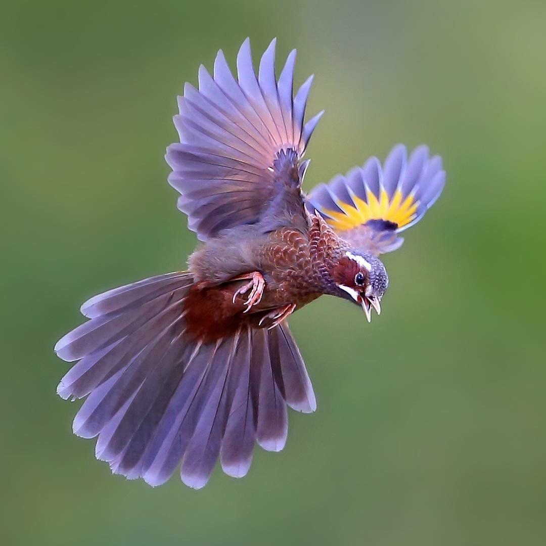 Райская птица в полете
