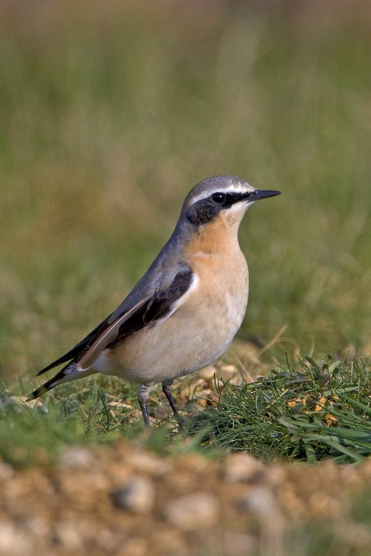 Серая птичка с белой грудкой