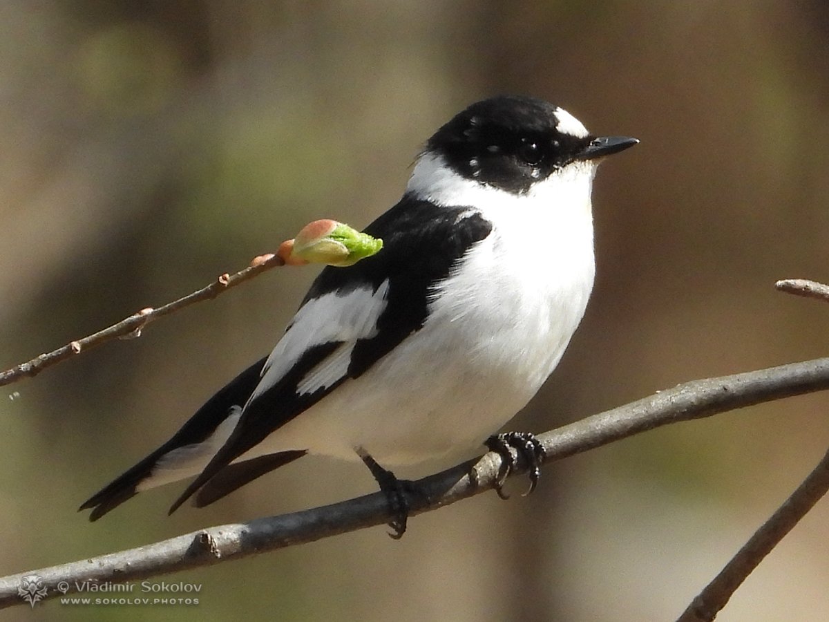 Сероплечий сорокопут