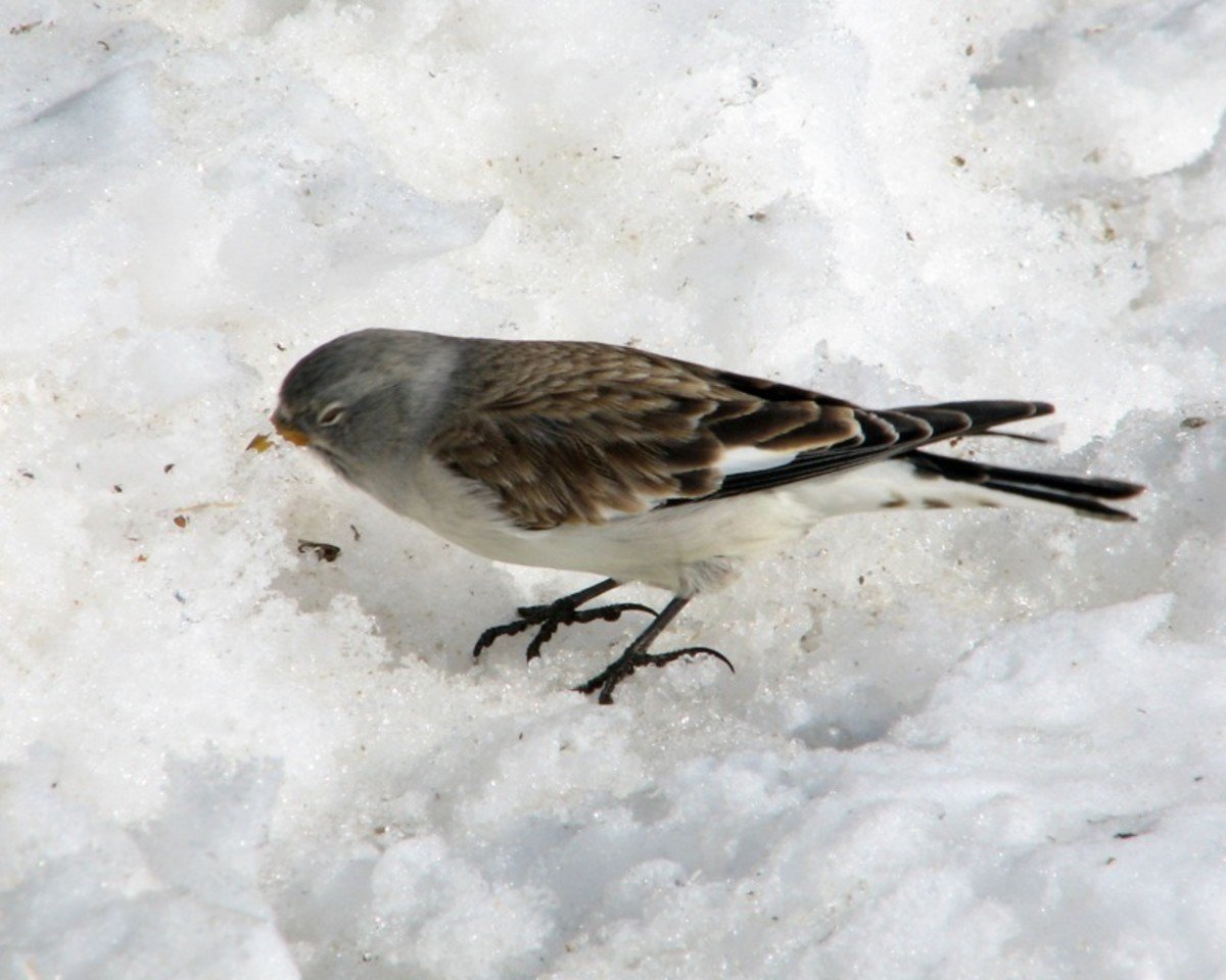 Серая зимняя птичка