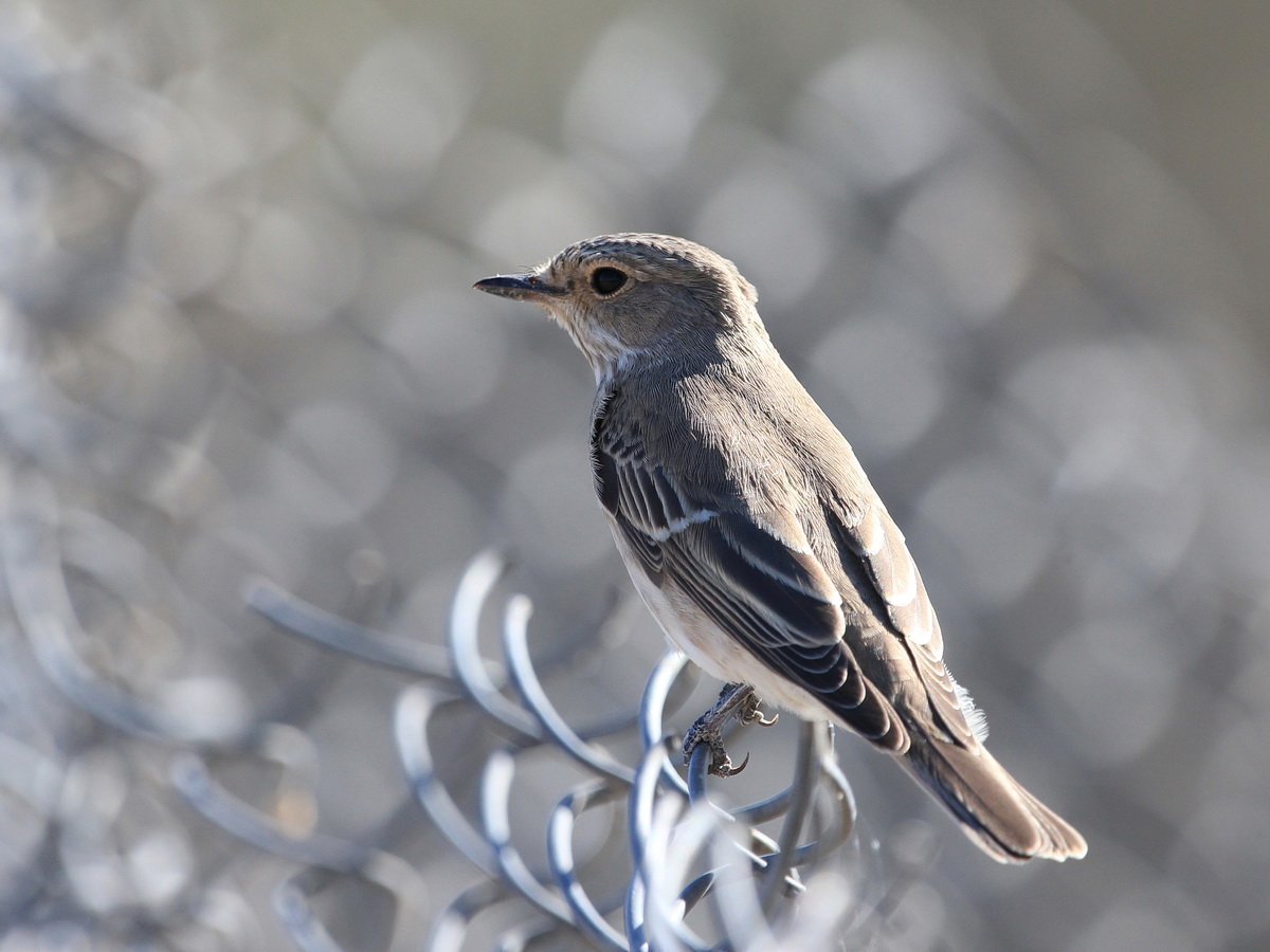 Серый Дрозд (Grey Catbird)