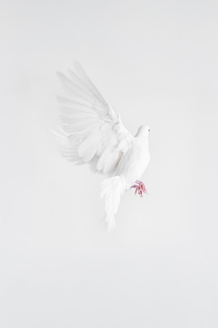 Красивый белый голубь