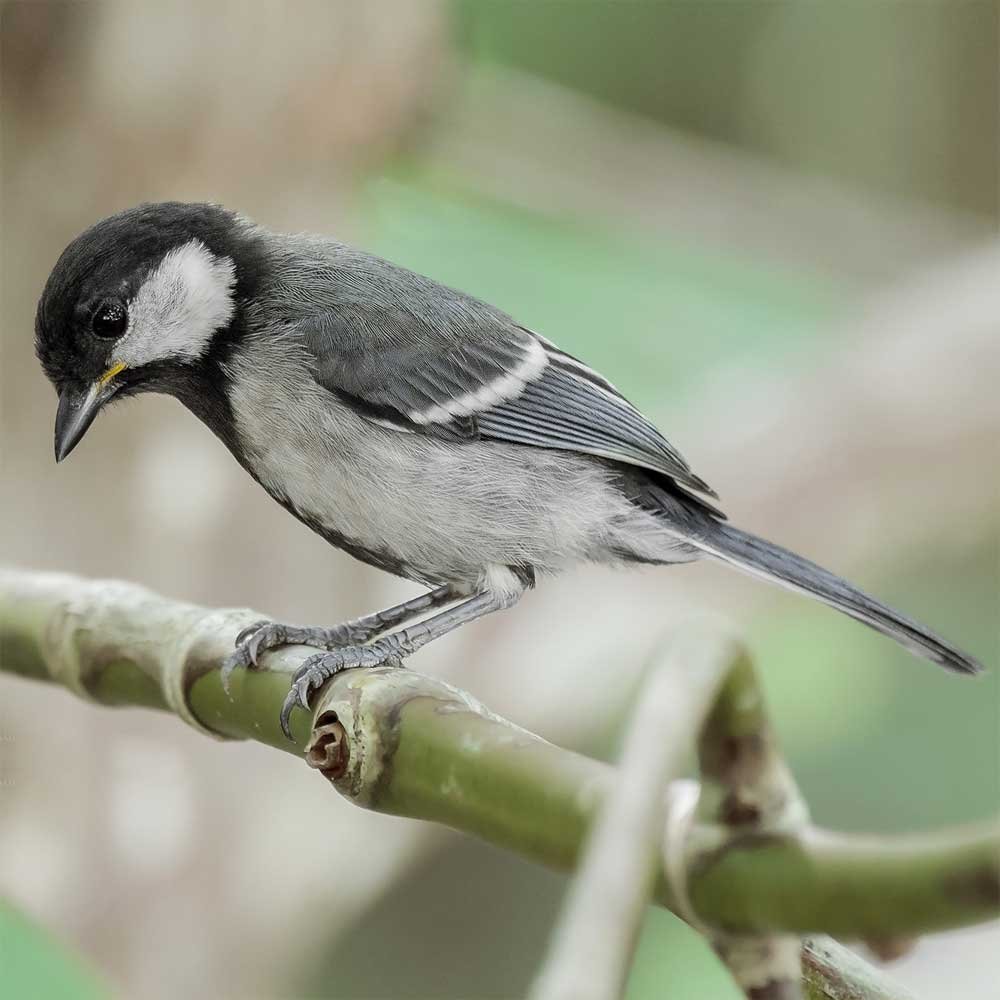 Белощекая синица