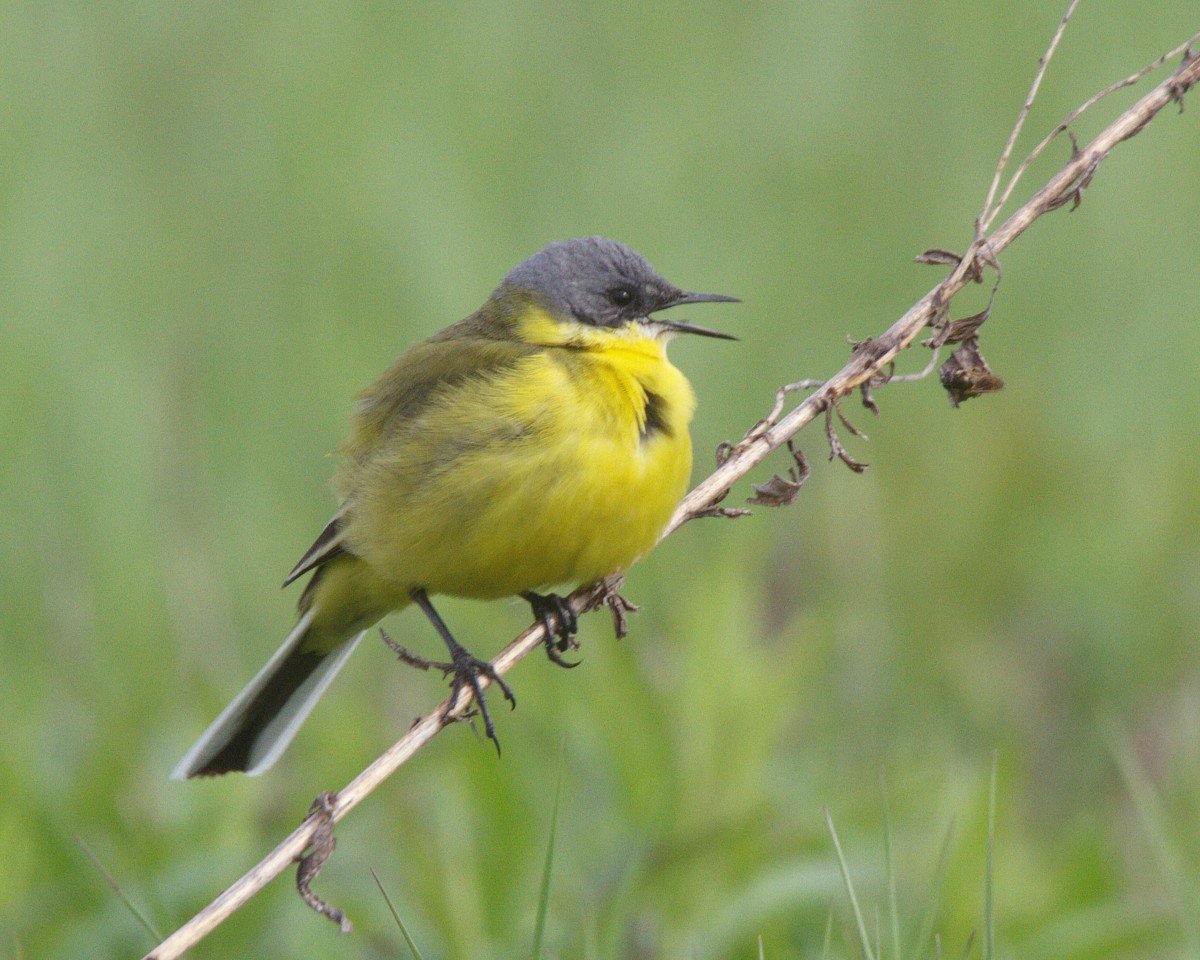 Европейская серая трясогузка,
