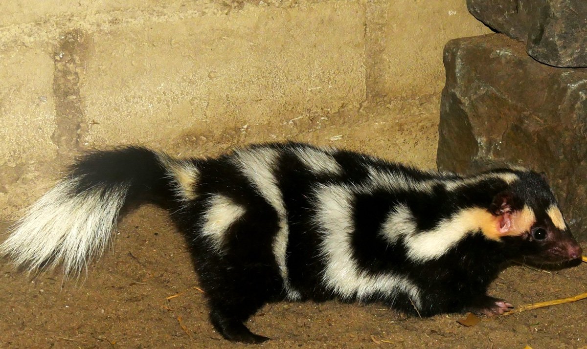 Восточный пятнистый скунс