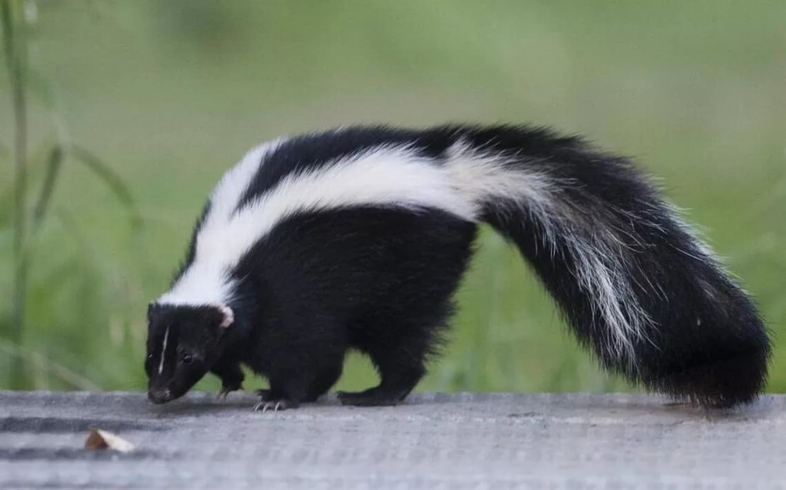 Скунс Америка