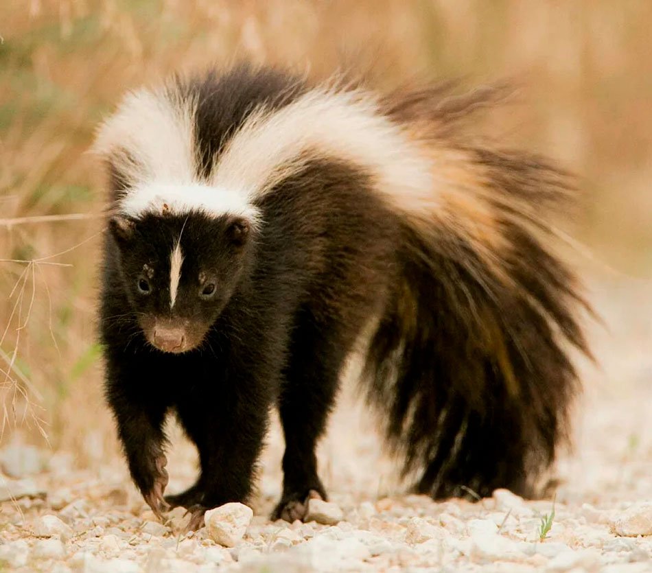 Патагонский скунс