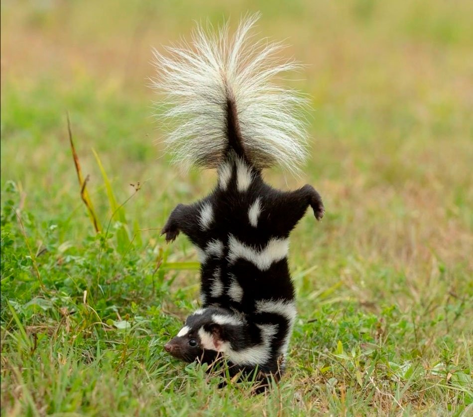 Скунс полоскун