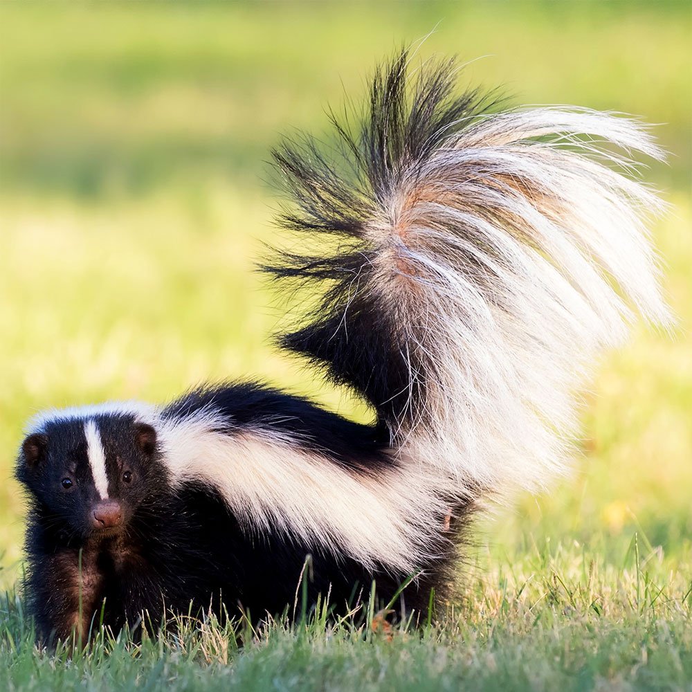 Патагонский скунс