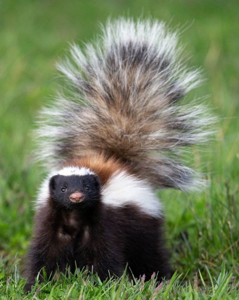 Восточный пятнистый скунс