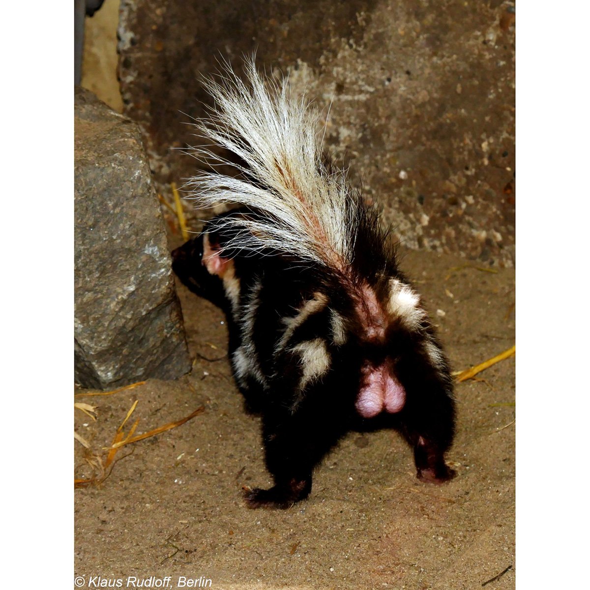 Восточный пятнистый скунс