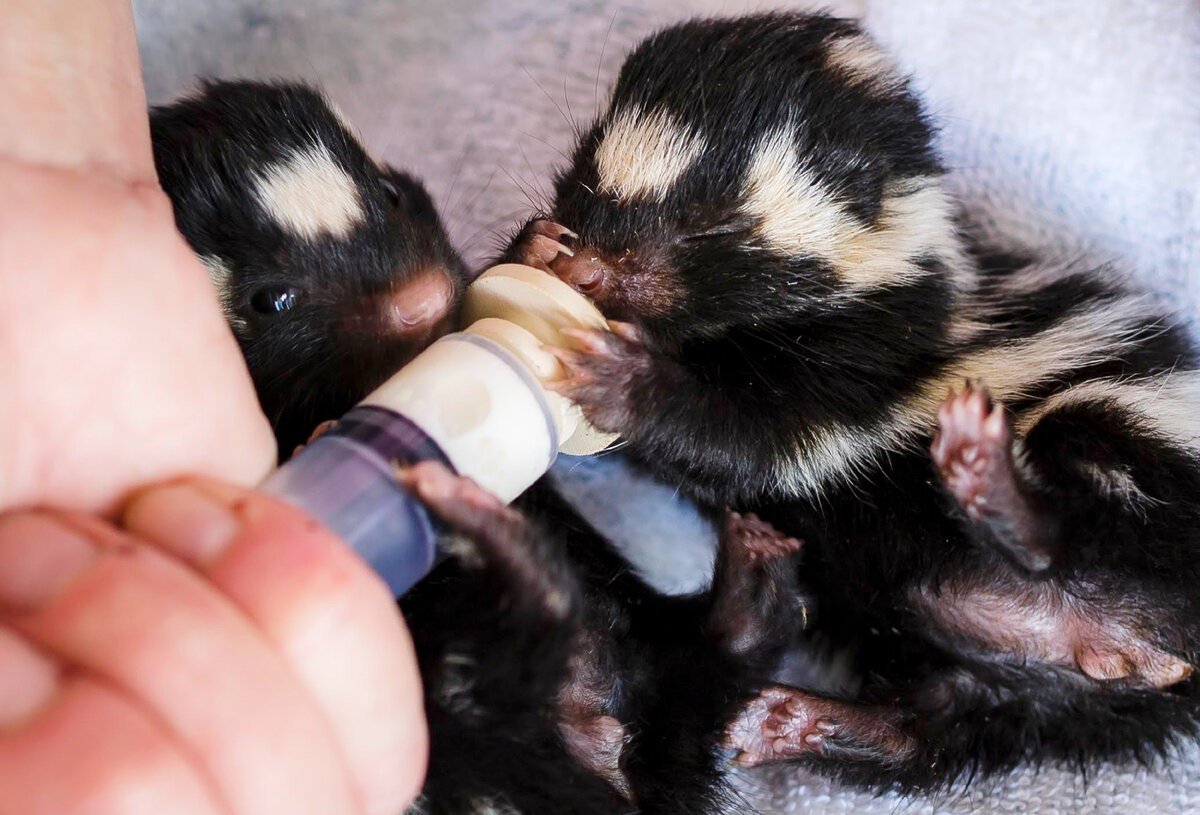 Новорожденный скунс