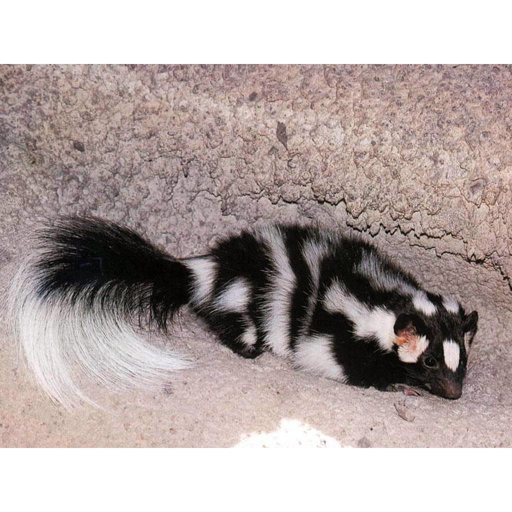 Мадагаскарский скунс