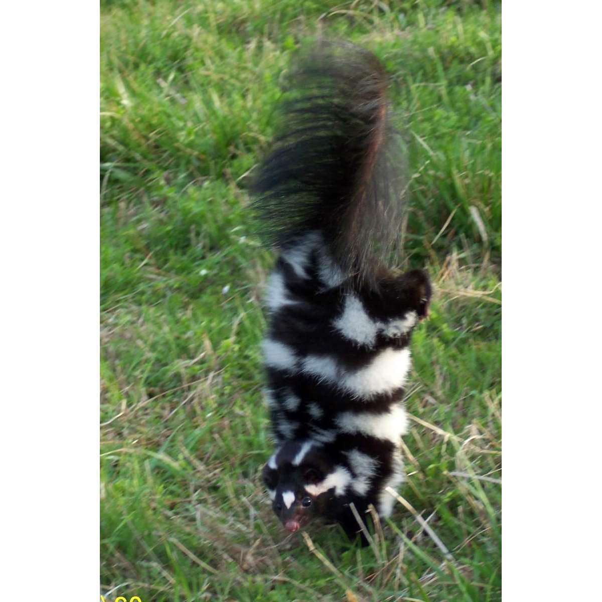 Полосатый скунс