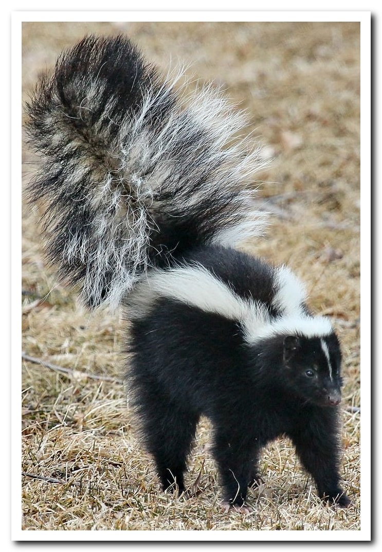 Скунс животное