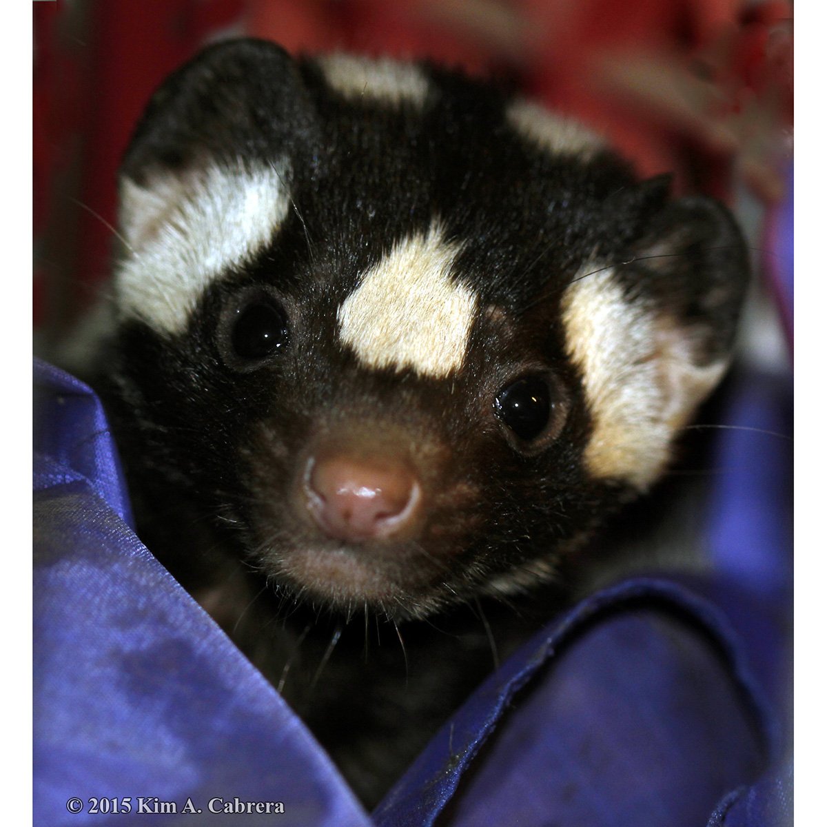 Пятнистый скунс