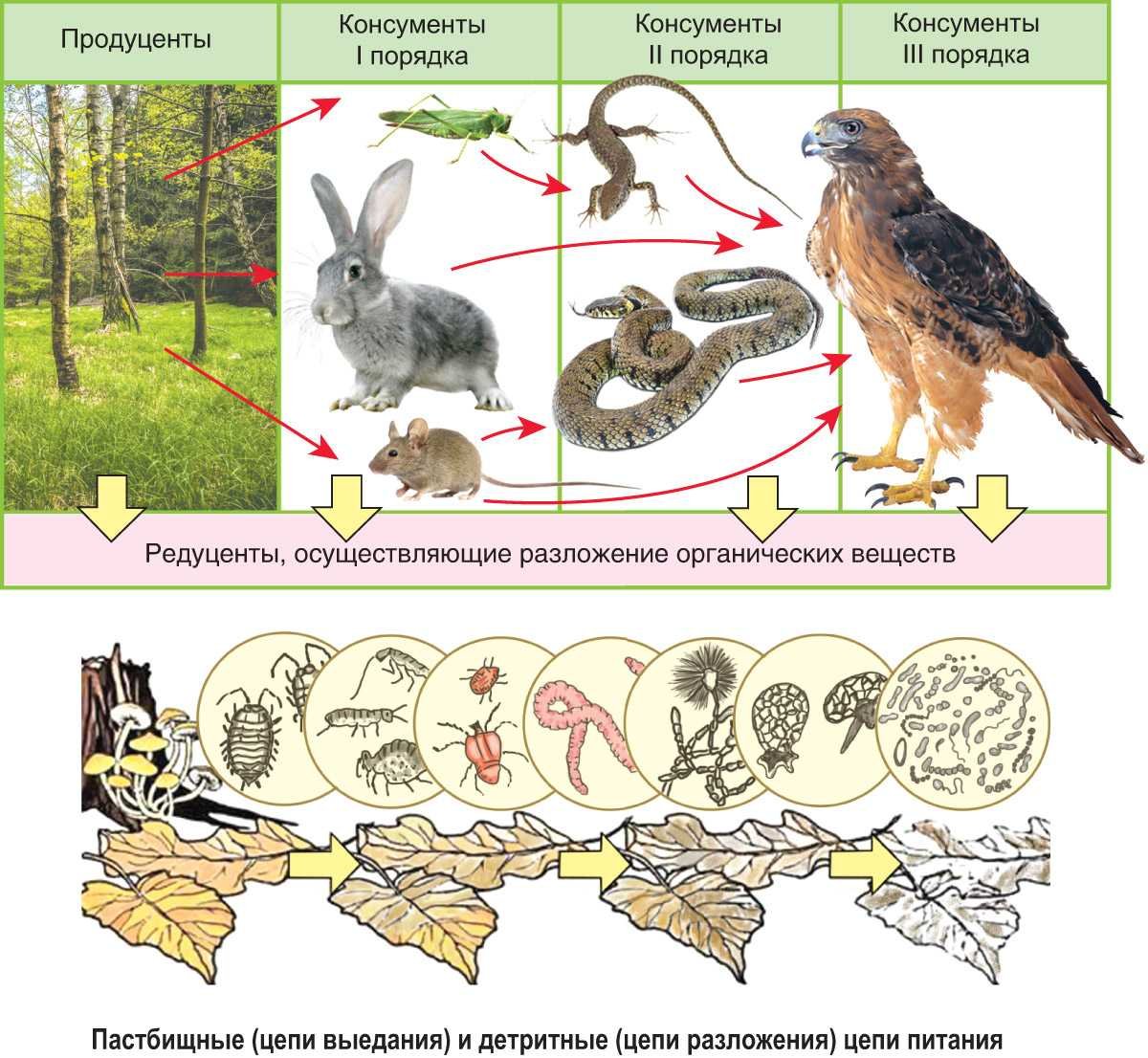 Цепь питания продуценты консументы редуценты