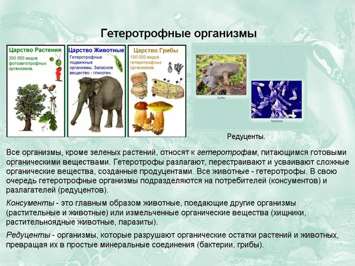 Организмы относящиеся к царству растений