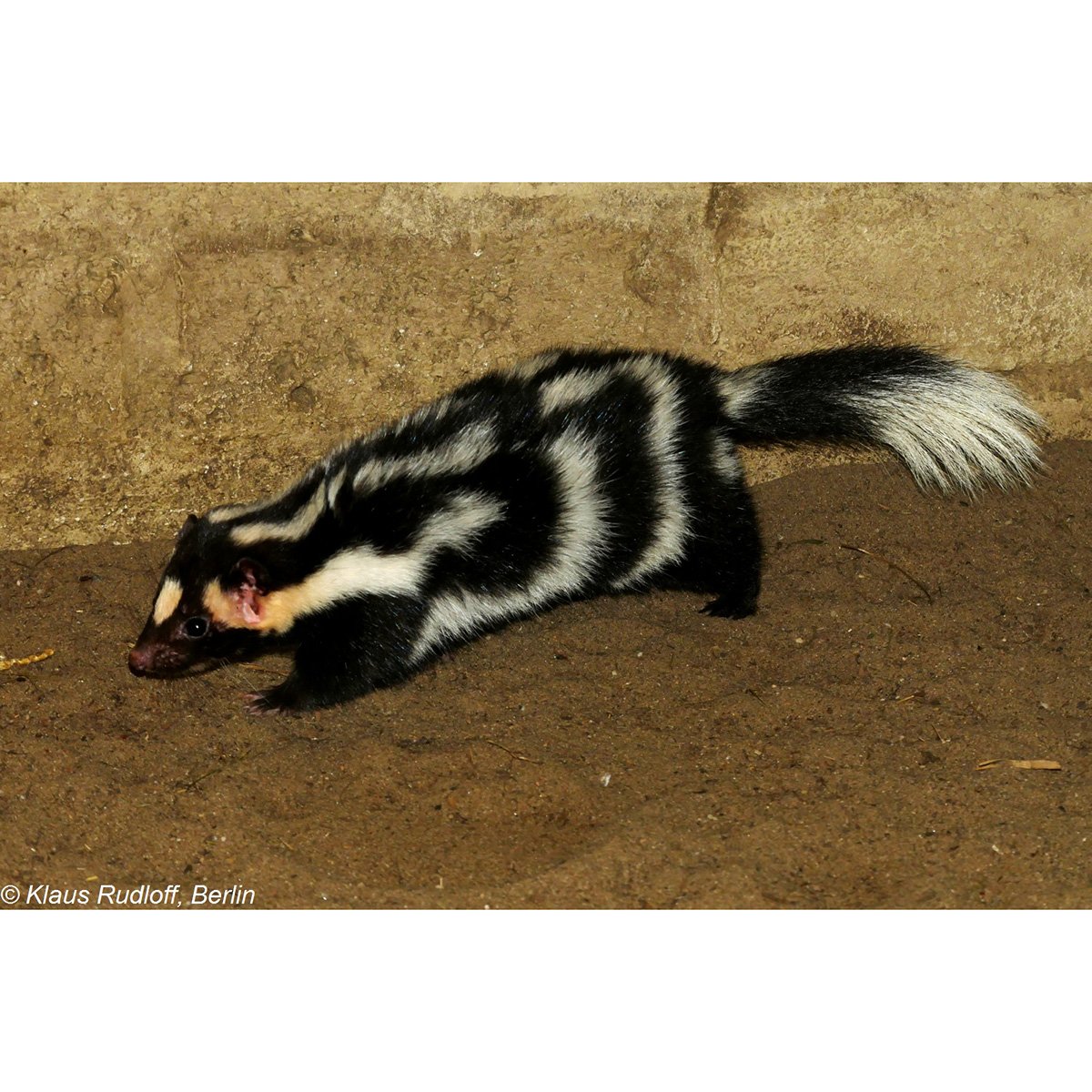 Скунс Spilogale