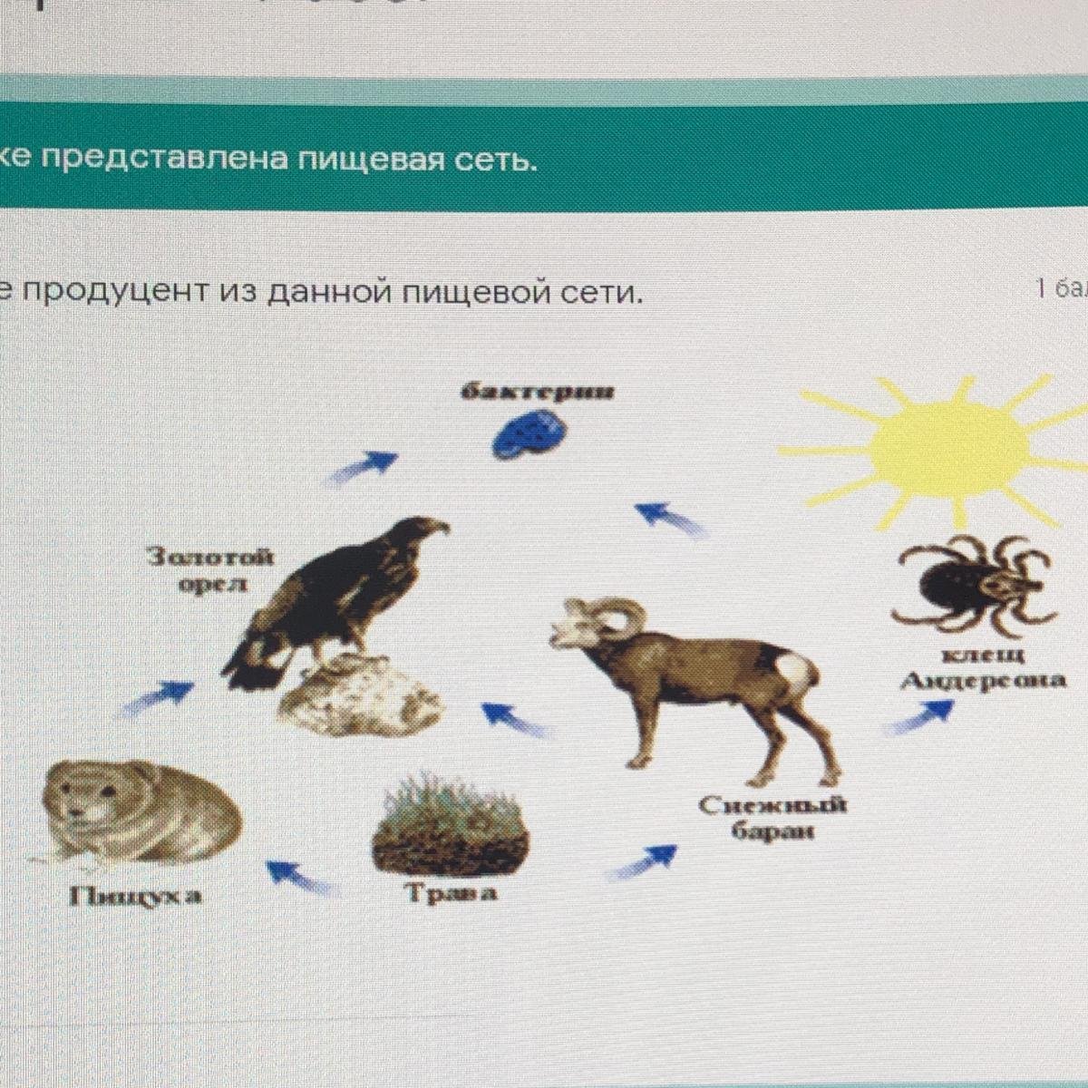 Пищевая сеть 5 класс биология