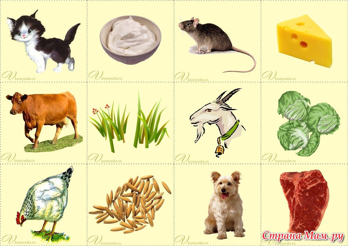 Домашних животных для детей