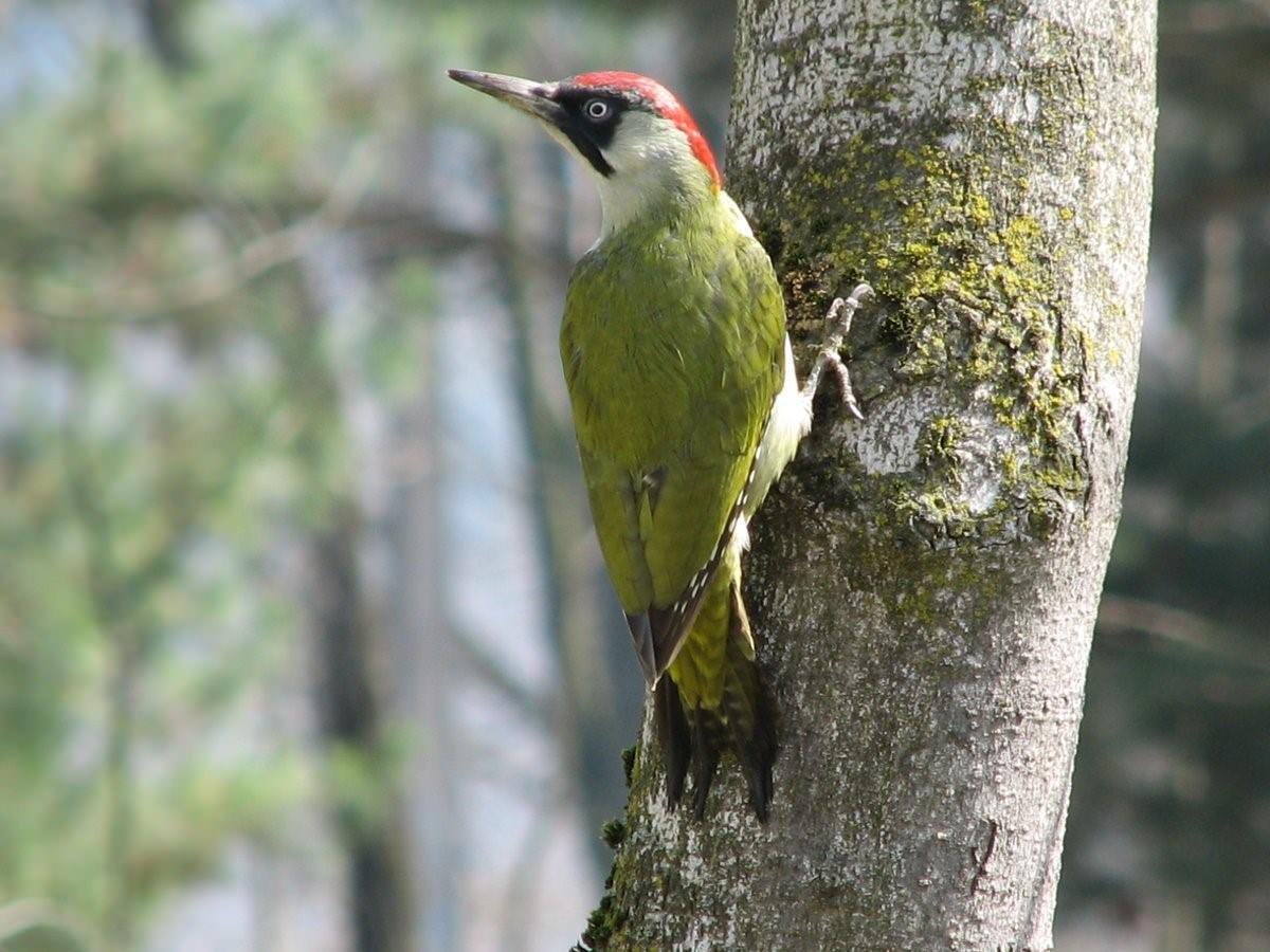 Picus viridis (зеленый дятел)