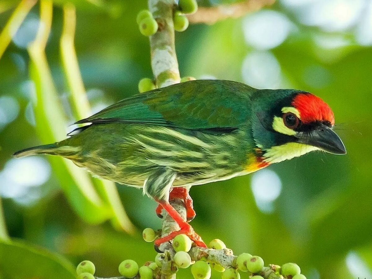 Органист птица