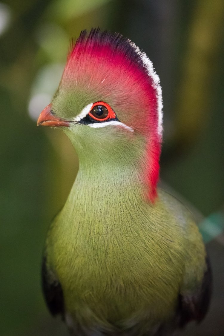 Турако Ливингстона