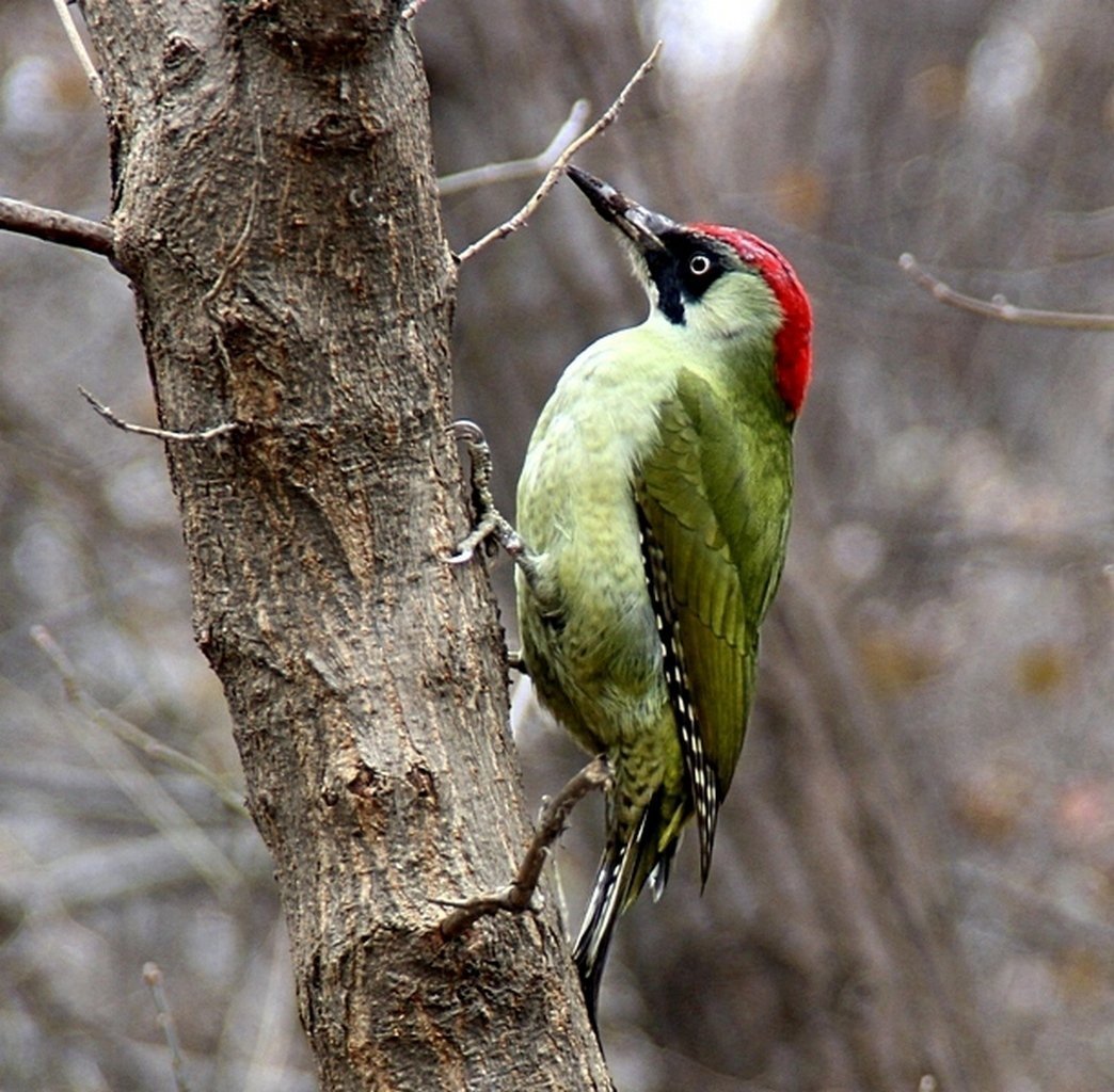 Лунь Луговой зеленый дятел