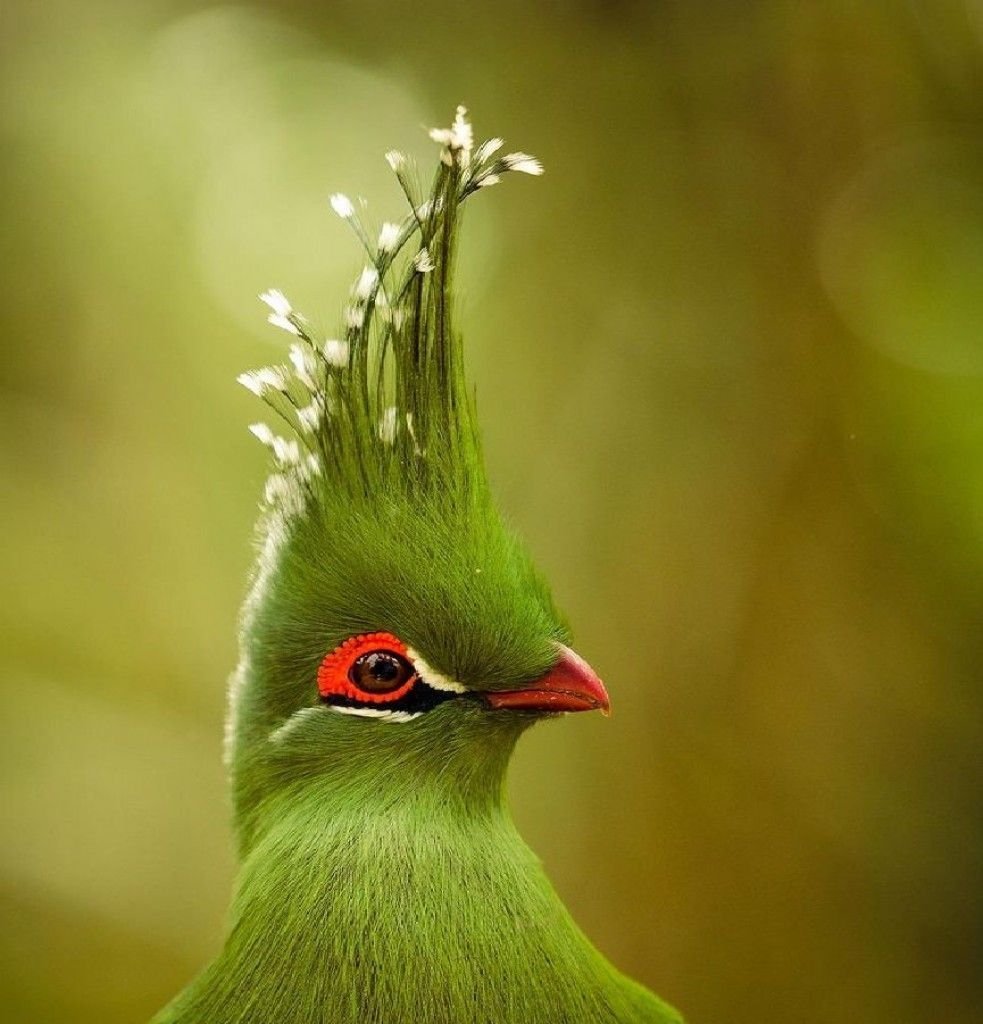 Птица турако бананоед