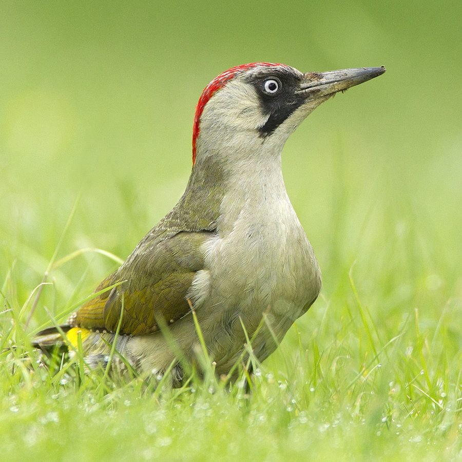 Левайлантов зелёный дятел