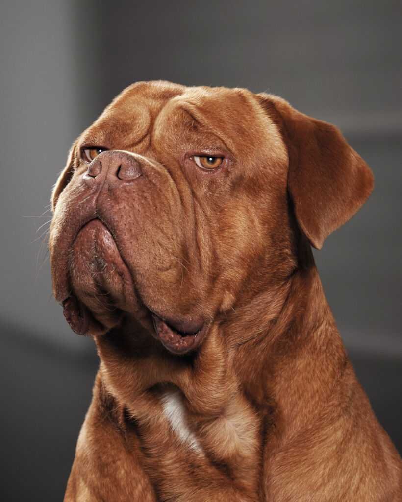 Французский мастиф Бордосский