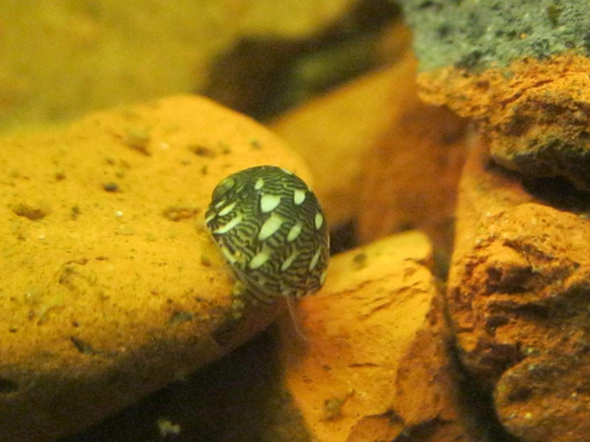 Аквариумные улитки Теодоксусы