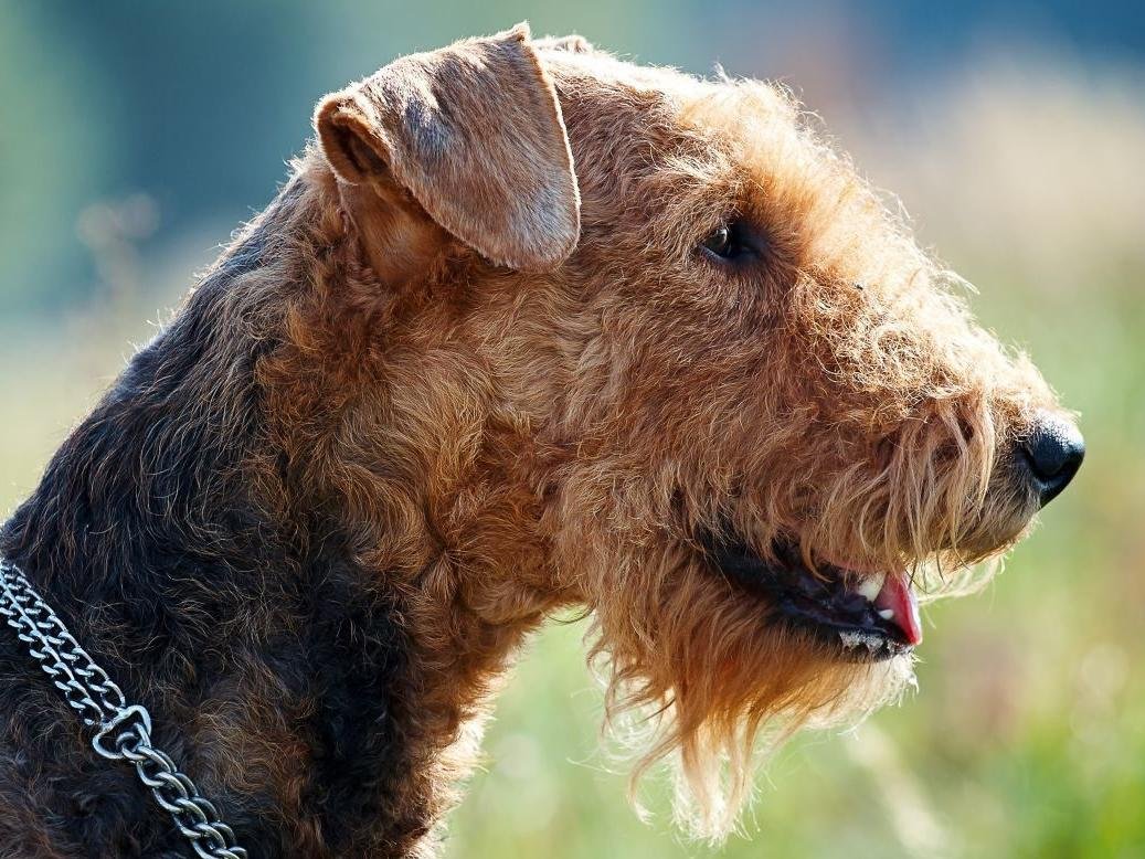 Эрдельтерьер Король терьеров