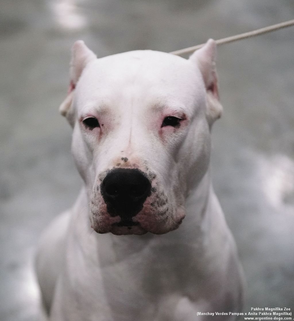 Аргентинский стаффордширский терьер белый