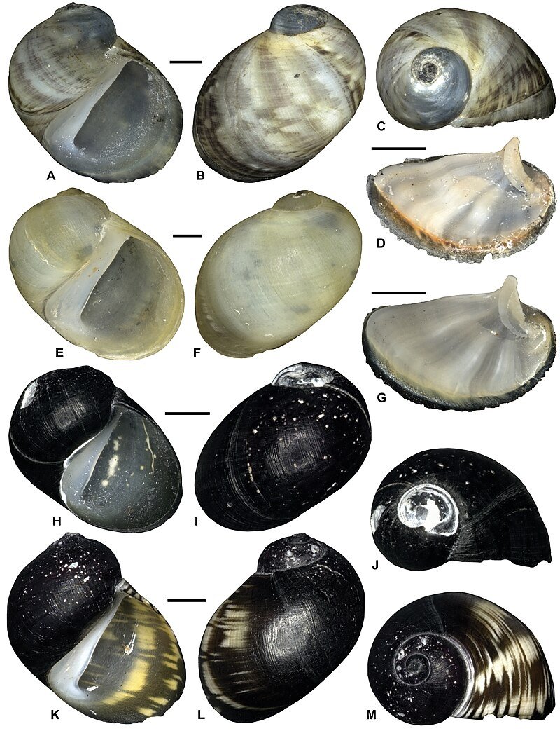 Теодоксус мальки