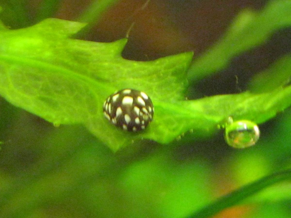 Улитка Неретина теодоксус