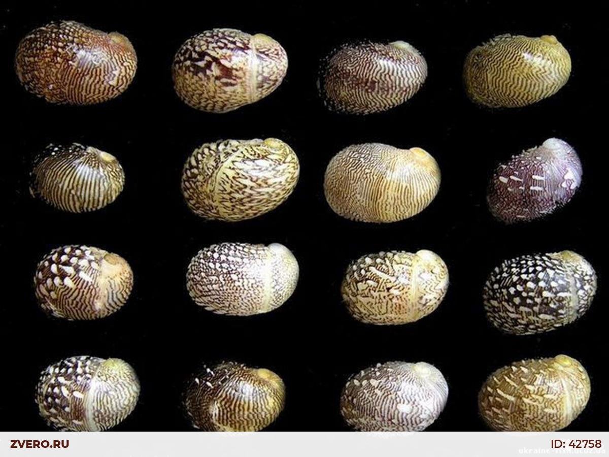 Теодоксус Неретина