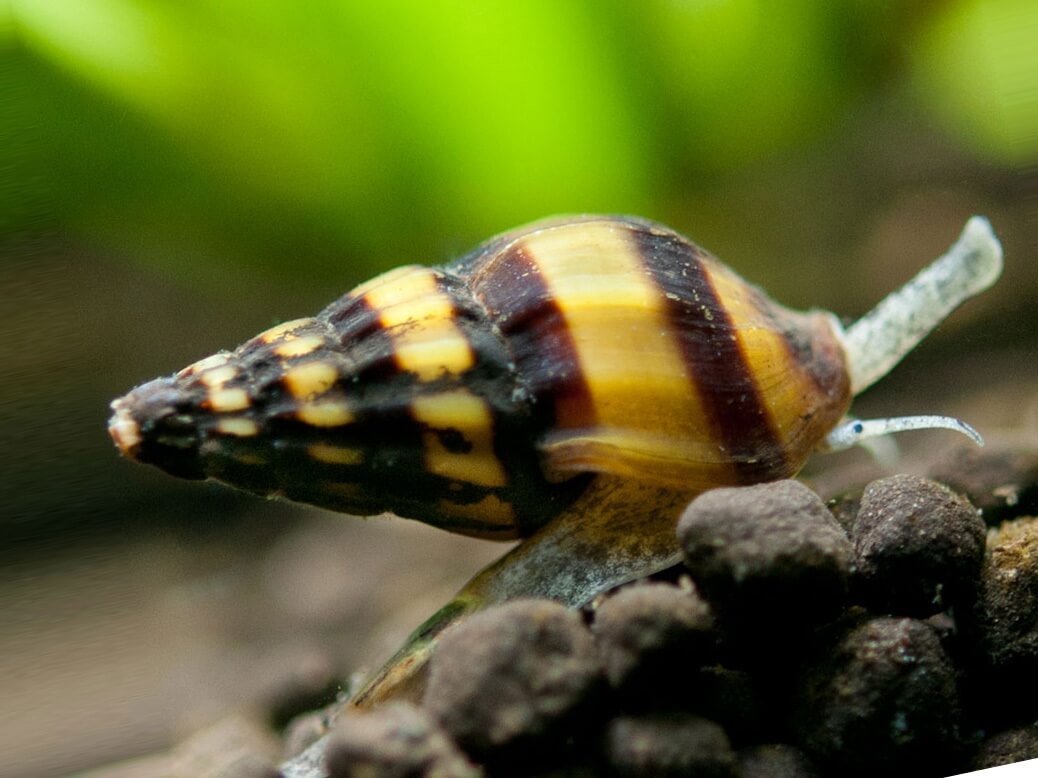 Хищная улитка Хелена