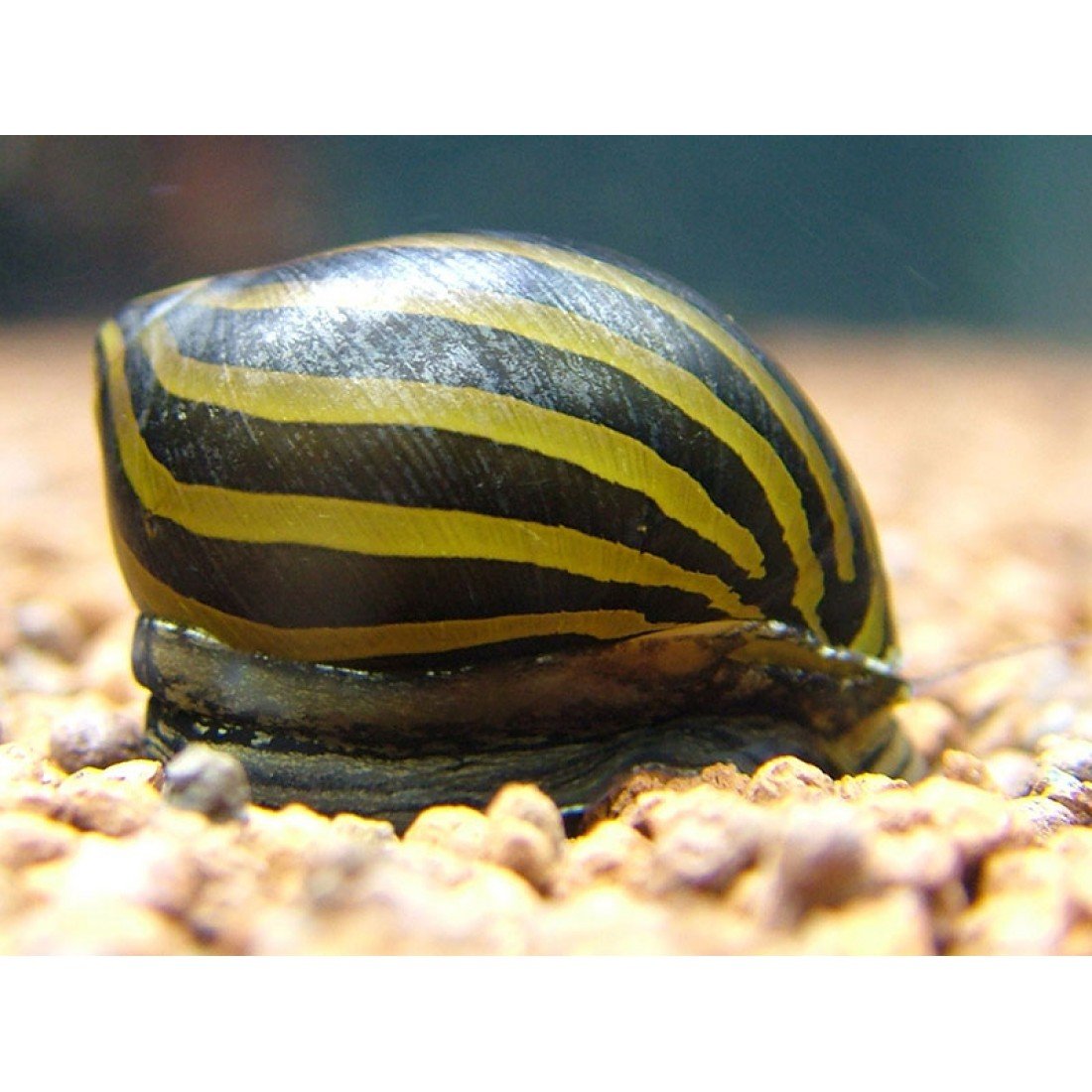 Улитка аквариумная Неретин