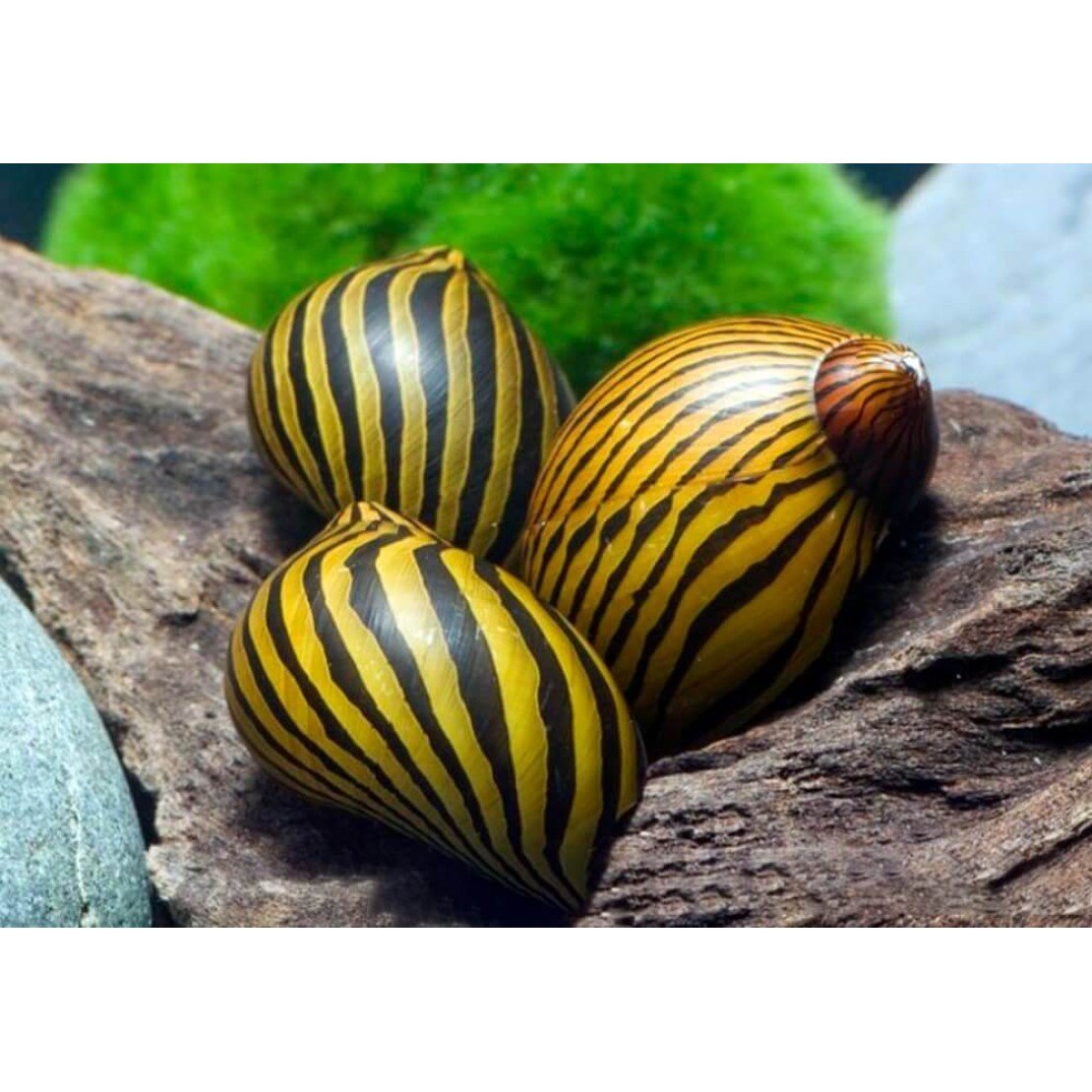 Улитка Неретина Зебра