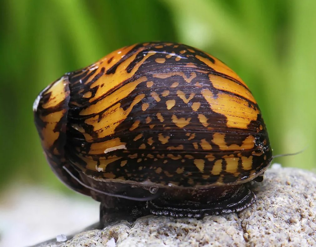 Улитка Неретина теодоксус