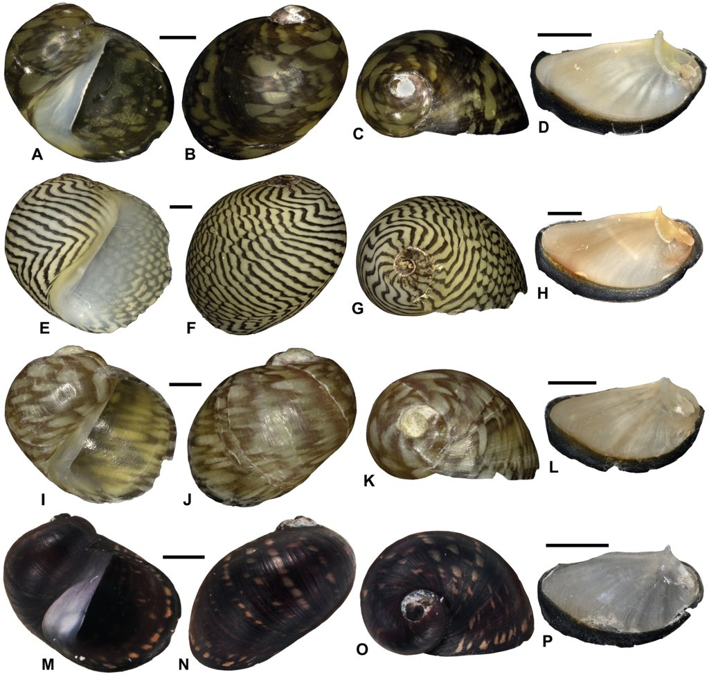 Теодоксус астраханикус