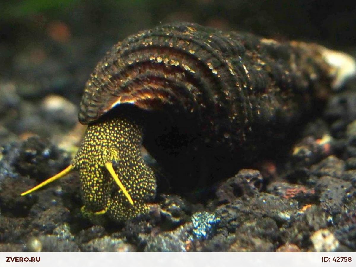 Теодоксус улитка