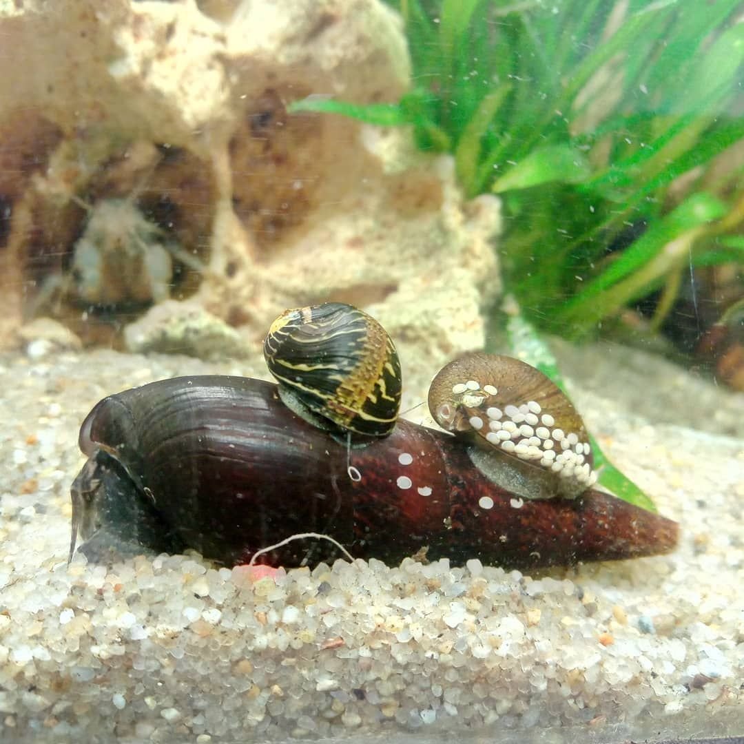 Неритины и Теодоксусы